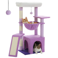 Petit arbre à chat violet — vue d'ensemble