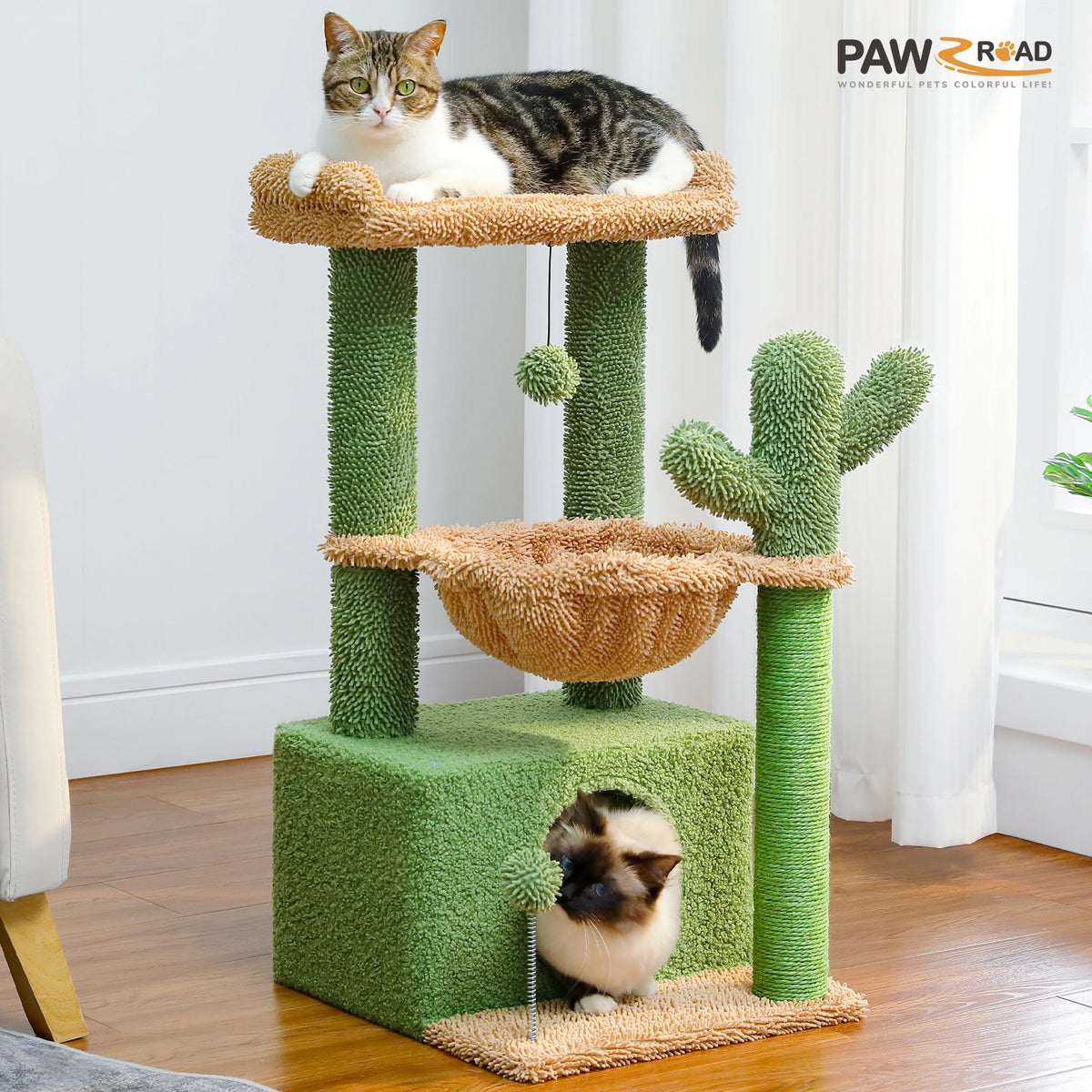 Petit arbre à chat cactus vert — détail de la niche