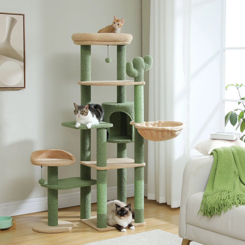 Arbre à chat cactus vert vert et beige vue d'ensemble