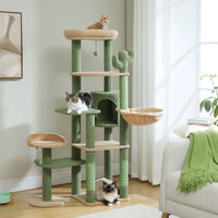 Arbre à chat cactus vert vert et beige vue d'ensemble
