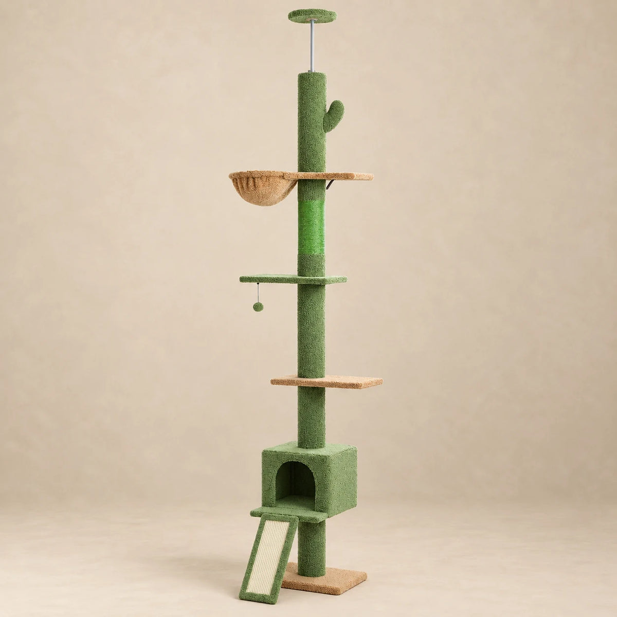 Arbre à chat cactus vert Laurel du sol au plafond, vue complète sur fond beige